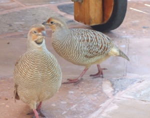 P1200236 Grey Francolin_Partridge Family